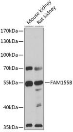 FAM155B Antibody in Western Blot (WB)