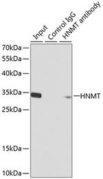 HNMT Antibody in Immunoprecipitation (IP)