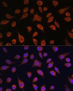 HOOK3 Antibody in Immunocytochemistry (ICC/IF)