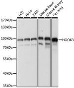 HOOK3 Antibody in Western Blot (WB)