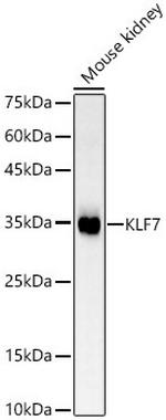 KLF7 Antibody in Western Blot (WB)