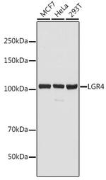 LGR4 Antibody in Western Blot (WB)