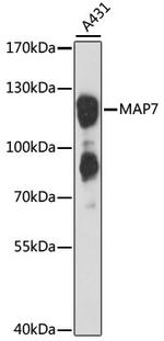 MAP7 Antibody in Western Blot (WB)
