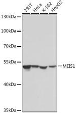 MEIS1 Antibody in Western Blot (WB)