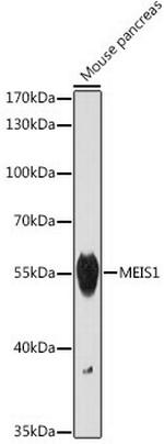 MEIS1 Antibody in Western Blot (WB)