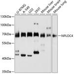 NPLOC4 Antibody in Western Blot (WB)