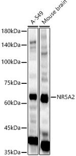 NR5A2 Antibody in Western Blot (WB)