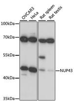 NUP43 Antibody in Western Blot (WB)