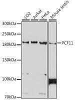 PCF11 Antibody in Western Blot (WB)