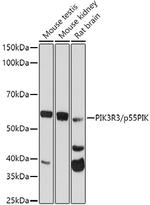 PI3K p55 gamma Antibody in Western Blot (WB)