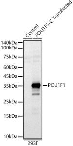 PIT1 Antibody in Western Blot (WB)
