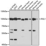 RGL1 Antibody in Western Blot (WB)