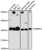 RHBDD1 Antibody in Western Blot (WB)