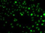 RSRC1 Antibody in Immunocytochemistry (ICC/IF)