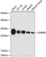 SNRPB Antibody in Western Blot (WB)
