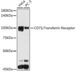 TFRC Antibody in Western Blot (WB)