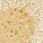 TRIM21 Antibody in Immunohistochemistry (Paraffin) (IHC (P))