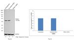 TRIM21 Antibody