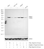 TRIM21 Antibody in Western Blot (WB)