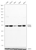 VPS26A Antibody in Western Blot (WB)