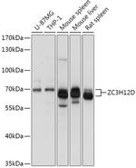 ZC3H12D Antibody in Western Blot (WB)