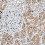 DKK3 Antibody in Immunohistochemistry (Paraffin) (IHC (P))