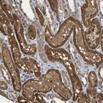 CIDEC Antibody in Immunohistochemistry (Paraffin) (IHC (P))