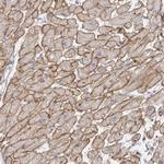 Dystrophin Antibody in Immunohistochemistry (Paraffin) (IHC (P))