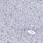 GLAST Antibody in Immunohistochemistry (Paraffin) (IHC (P))