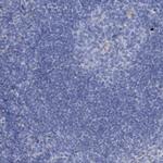 GLAST Antibody in Immunohistochemistry (Paraffin) (IHC (P))