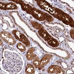 AHCY Antibody in Immunohistochemistry (Paraffin) (IHC (P))