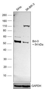 Bcl-3 Antibody in Western Blot (WB)