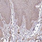 GNS Antibody in Immunohistochemistry (Paraffin) (IHC (P))