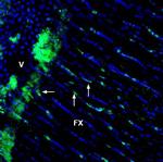 GPR65 (extracellular) Antibody in Immunohistochemistry (Frozen) (IHC (F))