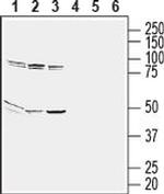 GPR65 (extracellular) Antibody in Western Blot (WB)