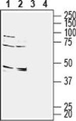 GPR65 (extracellular) Antibody in Western Blot (WB)