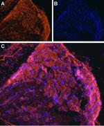 ENT1 Antibody in Immunohistochemistry (Frozen) (IHC (F))