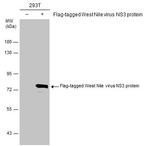 West Nile Virus NS3 Protein Antibody in Western Blot (WB)