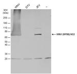 West Nile Virus NS3 Protein Antibody in Western Blot (WB)