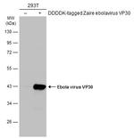 Ebola Virus VP30 Antibody in Western Blot (WB)