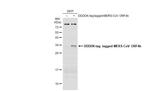 MERS Coronavirus ORF4b Antibody in Western Blot (WB)