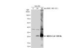 MERS Coronavirus ORF4b Antibody in Western Blot (WB)