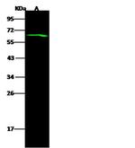 C12orf4 Antibody in Western Blot (WB)