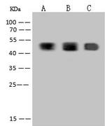 WDR12 Antibody in Western Blot (WB)