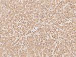 RRP4 Antibody in Immunohistochemistry (Paraffin) (IHC (P))