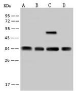 RRP4 Antibody in Western Blot (WB)