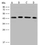 eIF3f Antibody in Western Blot (WB)