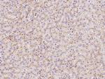 SLC30A10 Antibody in Immunohistochemistry (Paraffin) (IHC (P))