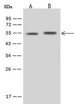 SLC30A10 Antibody in Western Blot (WB)