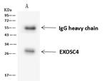 EXOSC4 Antibody in Immunoprecipitation (IP)